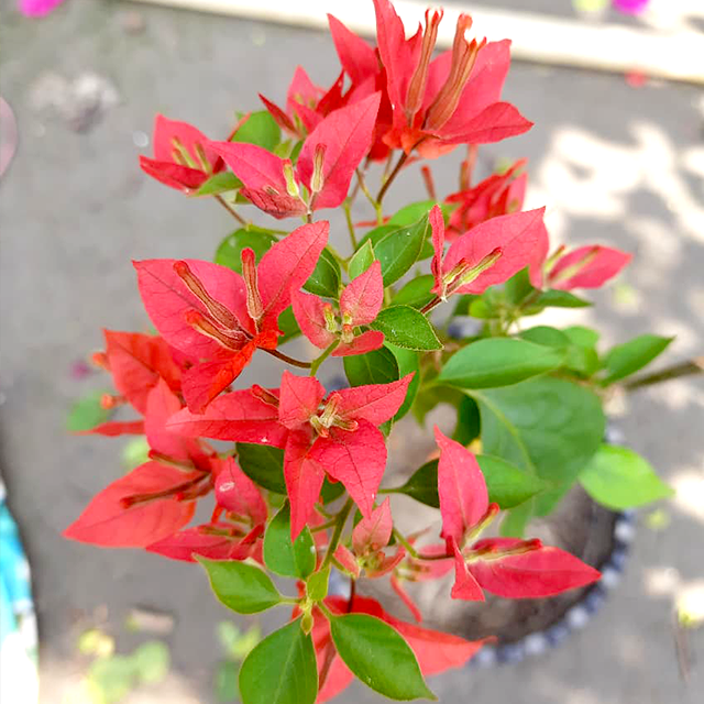 🆔 Brezza Red Bougainvillea Grafted Plant