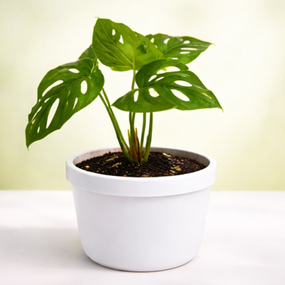 Broken Heart Plant