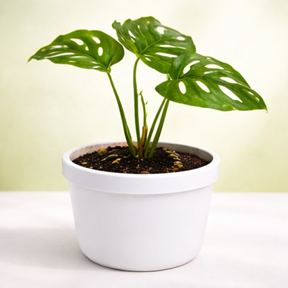 Broken Heart Plant