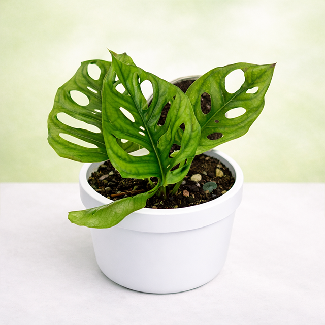 Broken Heart Plant