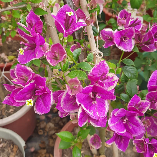 🆔 Buttercup Bougainvillea Grafted Plant