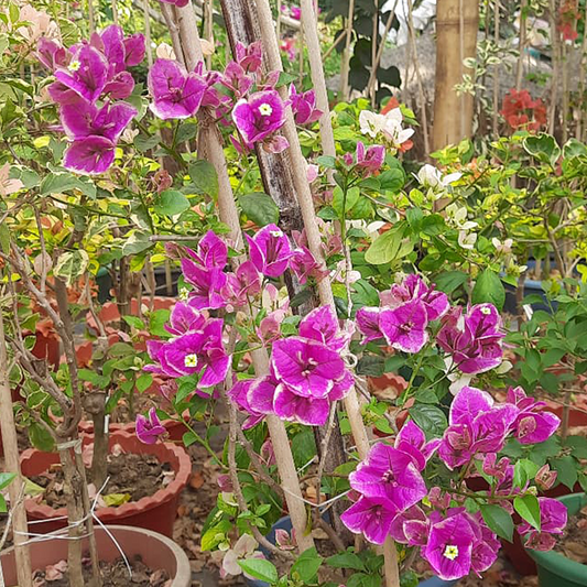 🆔 Buttercup Bougainvillea Grafted Plant