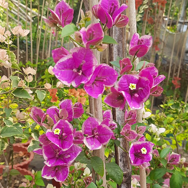 🆔 Buttercup Bougainvillea Grafted Plant