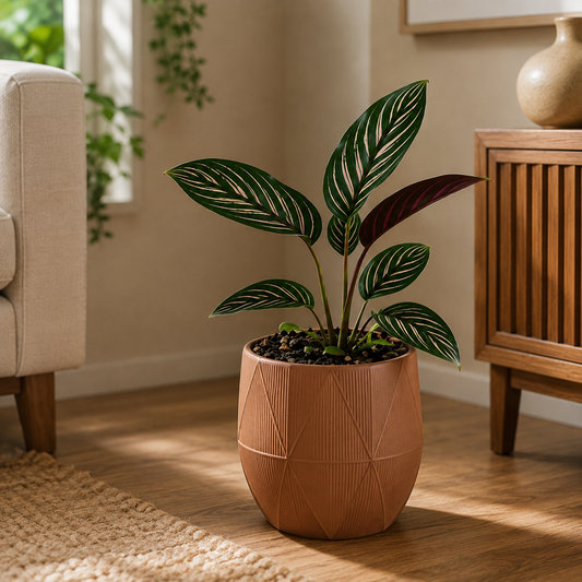 Calathea Ornata