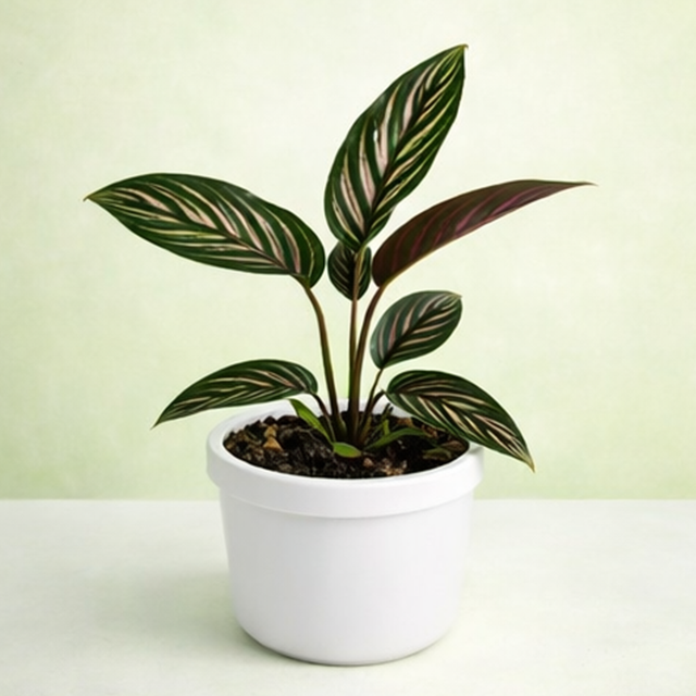 Calathea Ornata