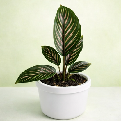 Calathea Ornata
