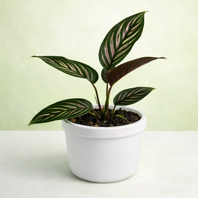 Calathea Ornata