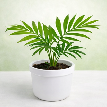 Chamaedorea Elegans | Parlour Palm