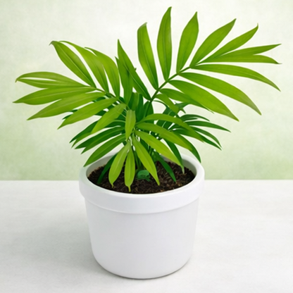 Chamaedorea Elegans | Parlour Palm