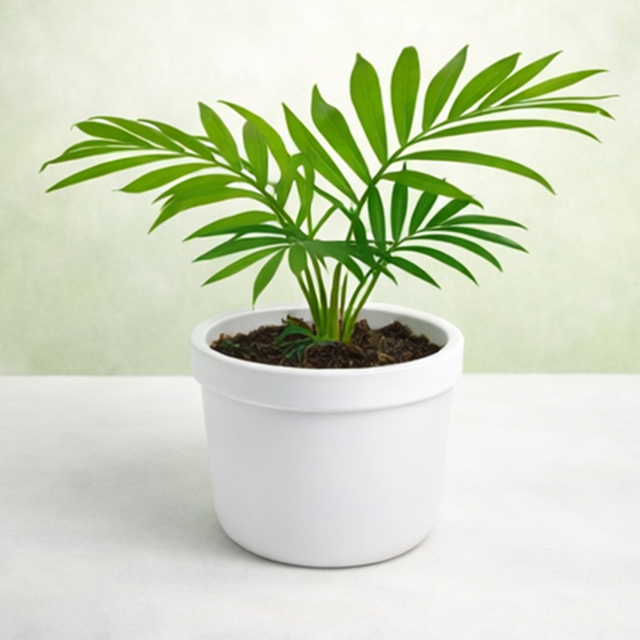 Chamaedorea Elegans | Parlour Palm