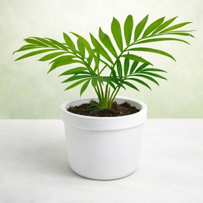 Chamaedorea Elegans | Parlour Palm