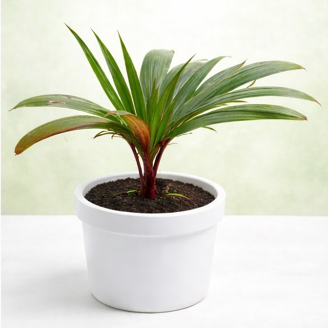 Champagne Palm