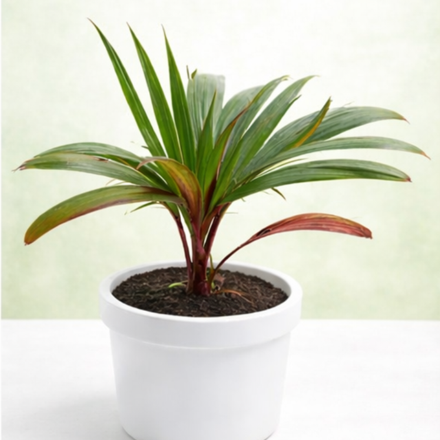 Champagne Palm