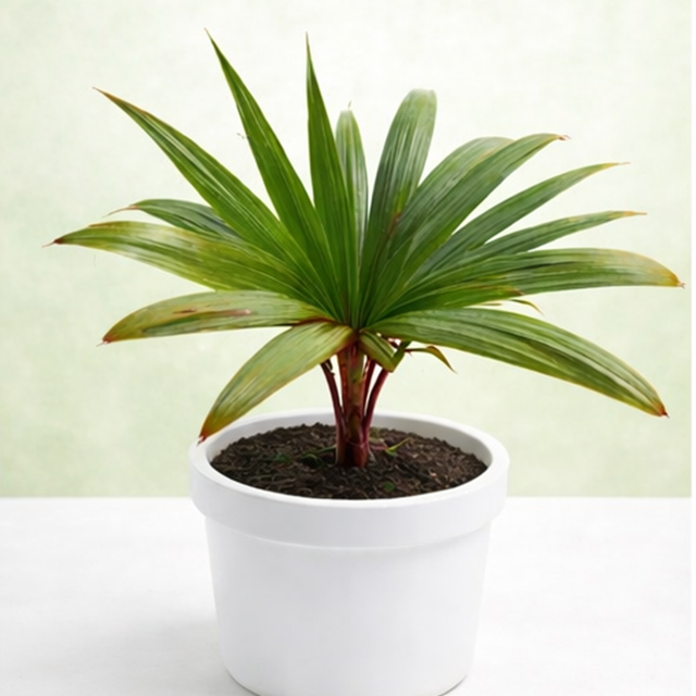 Champagne Palm