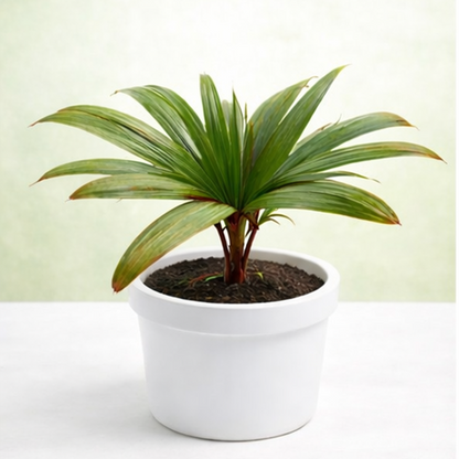 Champagne Palm