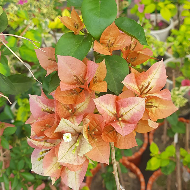 🆔 Chitra Gold Bougainvillea Grafted Plant