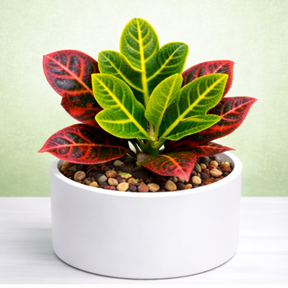Croton Variegatum