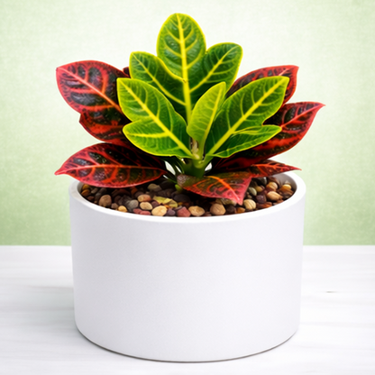 Croton Variegatum