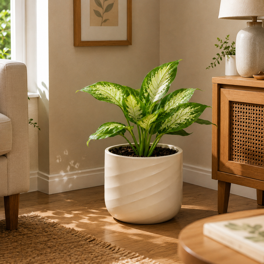 Dieffenbachia Maculata