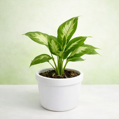 Dieffenbachia Maculata