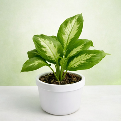Dieffenbachia Maculata