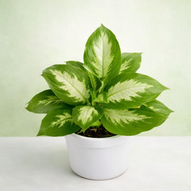 Dieffenbachia Maculata