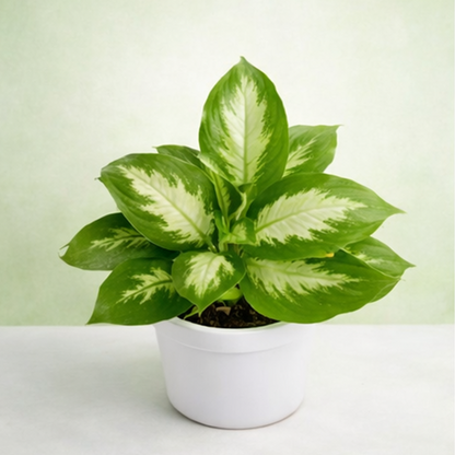 Dieffenbachia Maculata