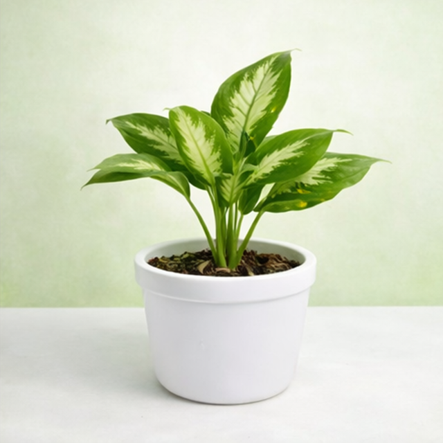 Dieffenbachia Maculata
