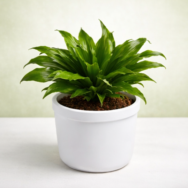 Dracaena Compacta Indoor Plant