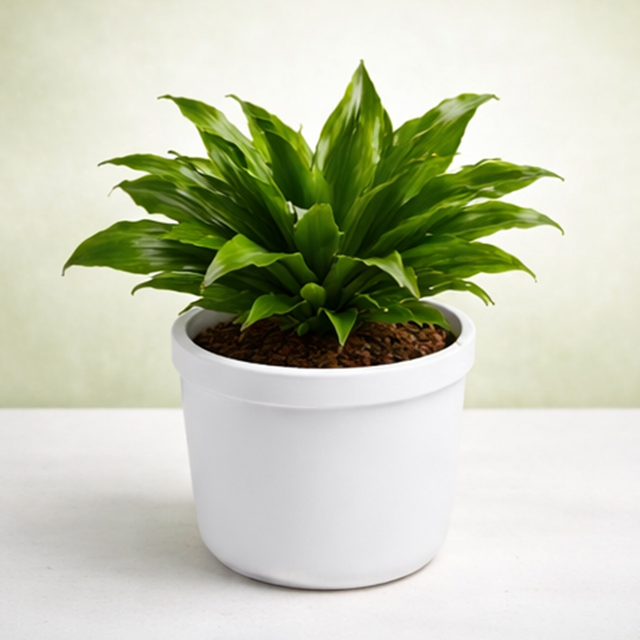 Dracaena Compacta Indoor Plant