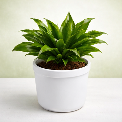 Dracaena Compacta Indoor Plant