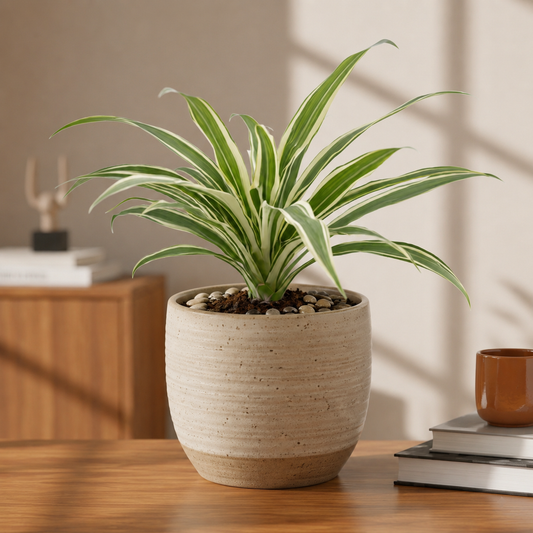 Dracaena warneckii