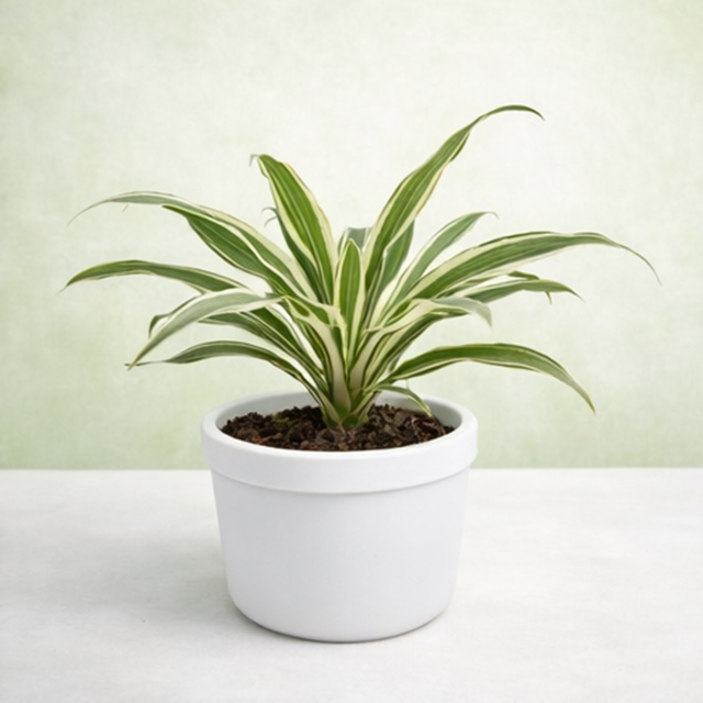 Dracaena warneckii
