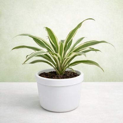 Dracaena warneckii