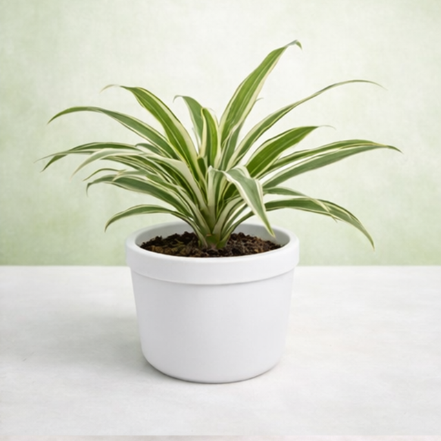 Dracaena warneckii