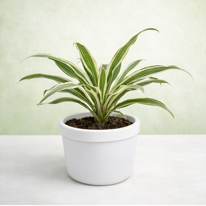 Dracaena warneckii