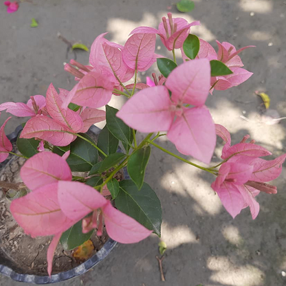 🆔 Glossy Brezza Pink Bougainvillea Grafted Plant
