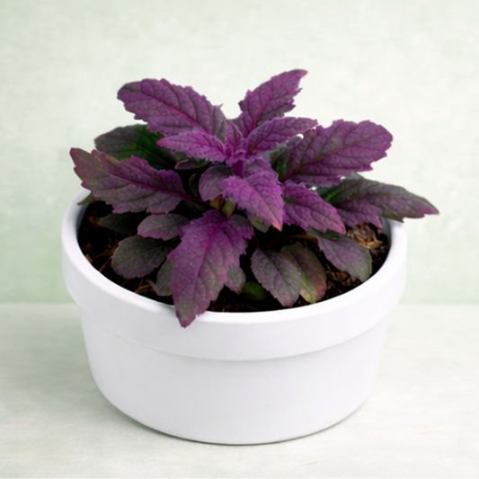 Gynura Aurantiaca (Purple Passion Plant)