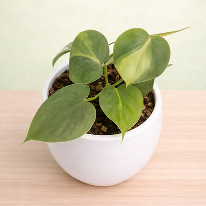 Money Plant | Heartleaf Philodendron