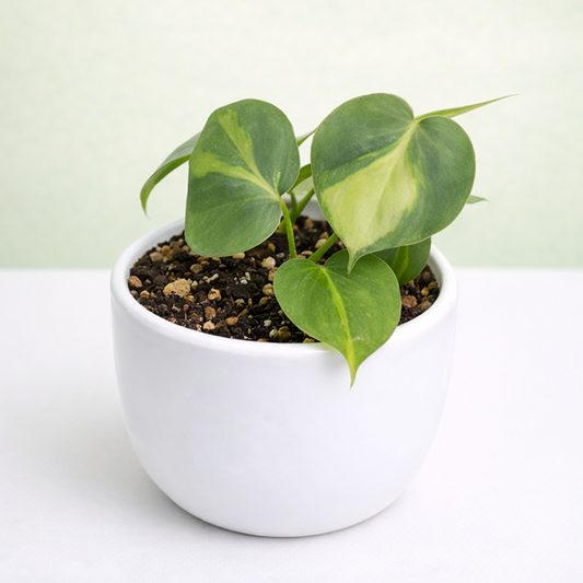 Money Plant | Heartleaf Philodendron