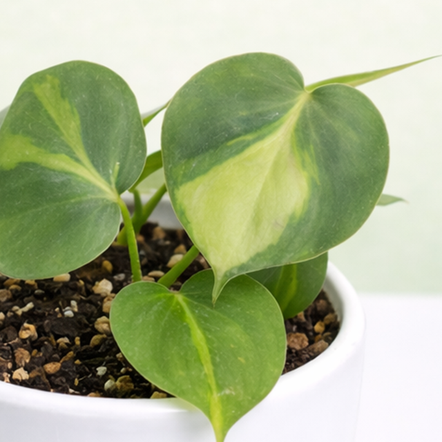 Money Plant | Heartleaf Philodendron