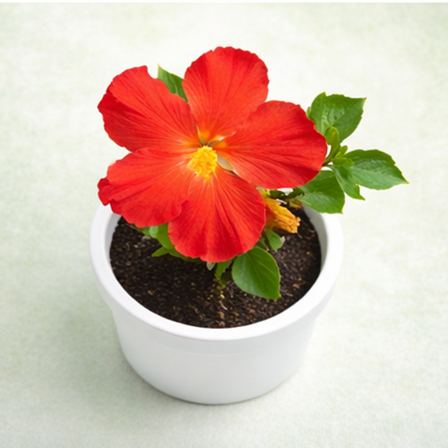 Hibiscus