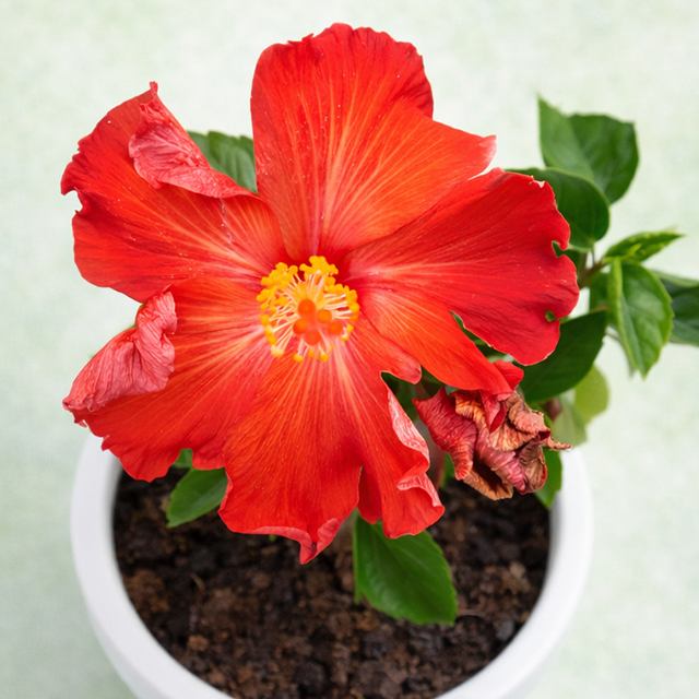 Hibiscus