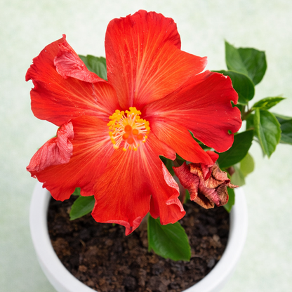 Hibiscus