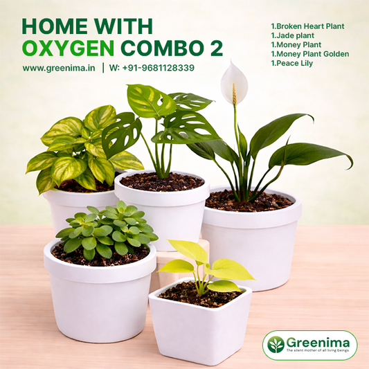 Home With Oxygen Combo 2
