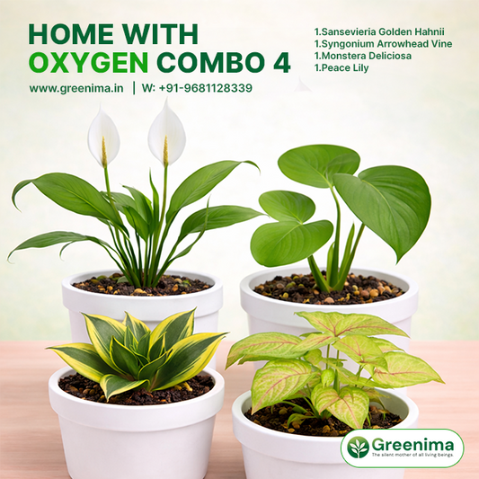 Home With Oxygen Combo 4