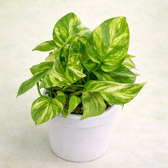 Money Plant, Air Purifier Plant, Pothos
