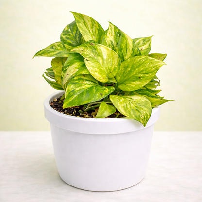 Money Plant, Air Purifier Plant, Pothos