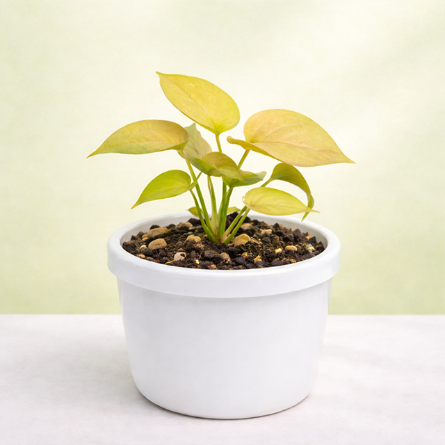 Buy Online Money Plant Golden – Greenima