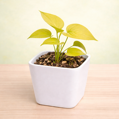golden money plant images Buy Online Money Plant Golden – Greenima